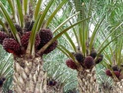 Harga TBS Sawit Riau Mulai Naik Lagi