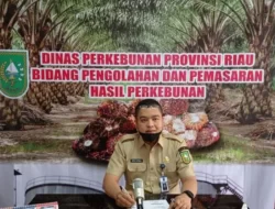 Harga sawit di Riau Naik Tipis