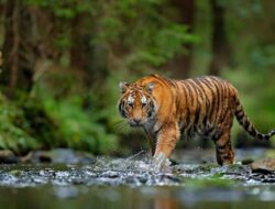 Tim BBKSDA Riau Telusuri Jejak Harimau di Pelalawan Setelah Menewaskan Seorang Karyawan