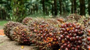Korupsi PT Duta Palma Rp 78 T, Setara 9 Tahun APBD Riau