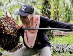 Harga TBS Sawit Riau Minggu Ini Naik dari Minggu Lalu