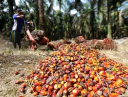 Harga Minyak Sawit Diprediksi Terpuruk di Akhir Tahun