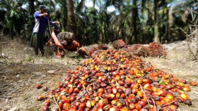 Setelah Naik Tipis, Harga TBS Sawit Riau Periode Ini Turun Lagi