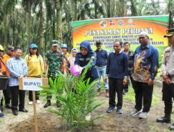 Bupati Rezita Tanam Perdana Bibit Sawit PSR di LBJ