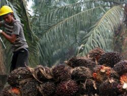 Harga Sawit di Riau Naik Rp2.459,86 per Kg Pekan Ini