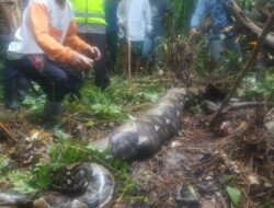 Wanita Tewas Dimangsa Ular Piton, Tubuhnya Masih Utuh di Dalam Perut Ular