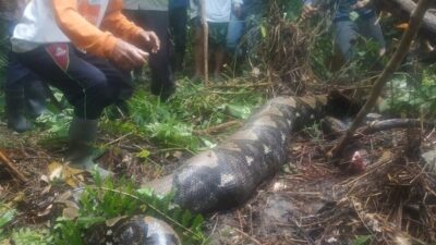 Wanita Tewas Dimangsa Ular Piton, Tubuhnya Masih Utuh di Dalam Perut Ular