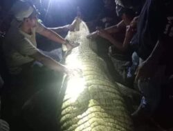 Istri Diterkam Buaya, Suami Duel dengan Sang Predator