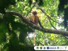 Mengenal Primata Indonesia Paling Terancam di Dunia
